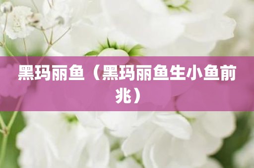 黑玛丽鱼（黑玛丽鱼生小鱼前兆）