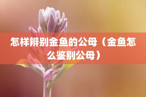 怎样辨别金鱼的公母（金鱼怎么鉴别公母）