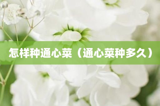 怎样种通心菜（通心菜种多久）