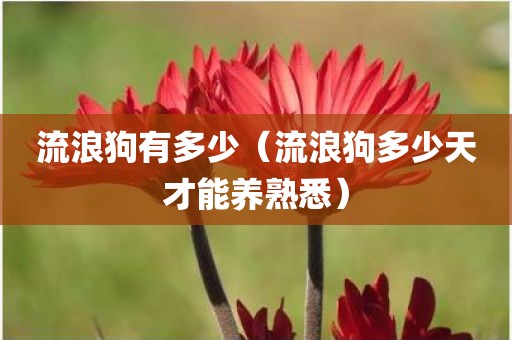 流浪狗有多少（流浪狗多少天才能养熟悉）
