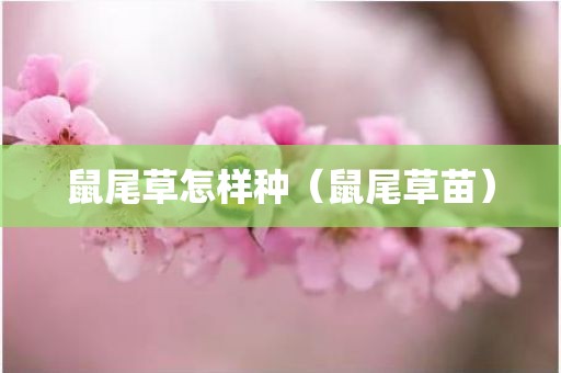 鼠尾草怎样种（鼠尾草苗）