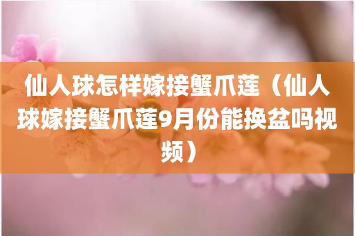 仙人球怎样嫁接蟹爪莲（仙人球嫁接蟹爪莲9月份能换盆吗视频）
