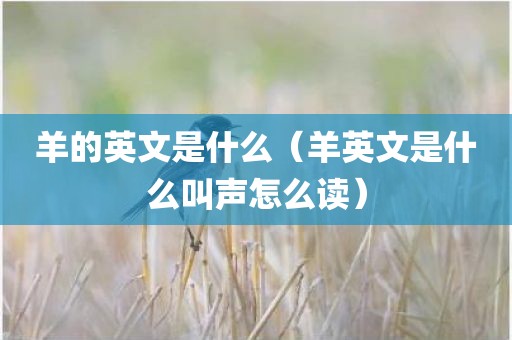 羊的英文是什么（羊英文是什么叫声怎么读）