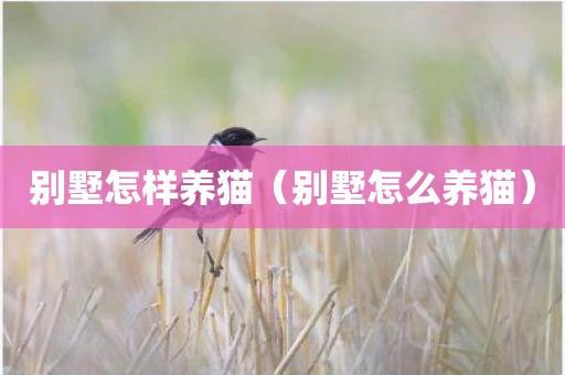 别墅怎样养猫（别墅怎么养猫）