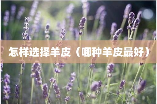 怎样选择羊皮（哪种羊皮最好）
