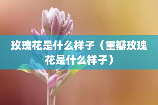 玫瑰花是什么样子（重瓣玫瑰花是什么样子）
