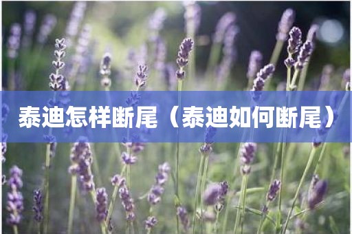 泰迪怎样断尾（泰迪如何断尾）