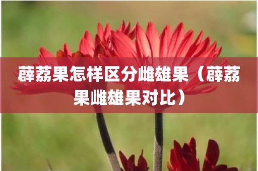 薜荔果怎样区分雌雄果（薜荔果雌雄果对比）
