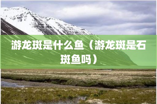 游龙斑是什么鱼（游龙斑是石斑鱼吗）