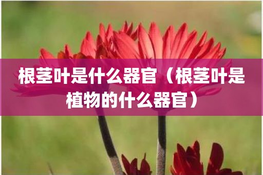 根茎叶是什么器官（根茎叶是植物的什么器官）