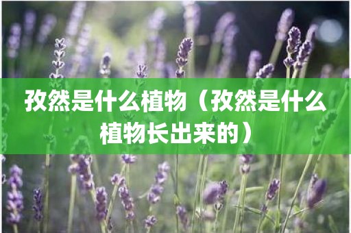 孜然是什么植物（孜然是什么植物长出来的）