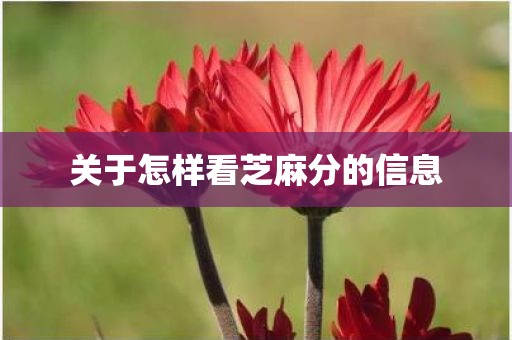 关于怎样看芝麻分的信息