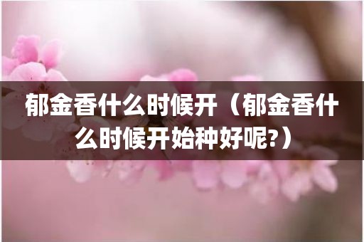 郁金香什么时候开(郁金香什么时候开始种好呢?)