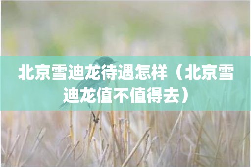 北京雪迪龙待遇怎样（北京雪迪龙值不值得去）