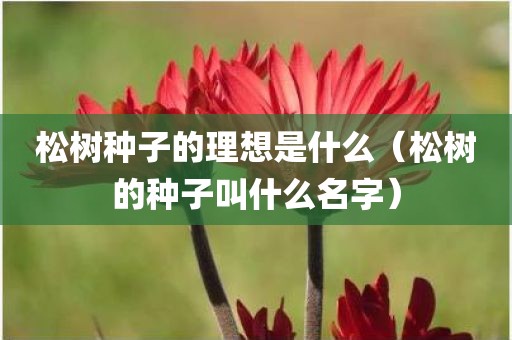松树种子的理想是什么（松树的种子叫什么名字）