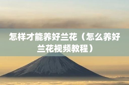 怎样才能养好兰花（怎么养好兰花视频教程）