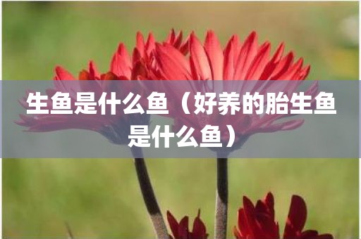 生鱼是什么鱼（好养的胎生鱼是什么鱼）