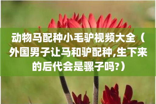 动物马配种小毛驴视频大全（外国男子让马和驴配种,生下来的后代会是骡子吗?）