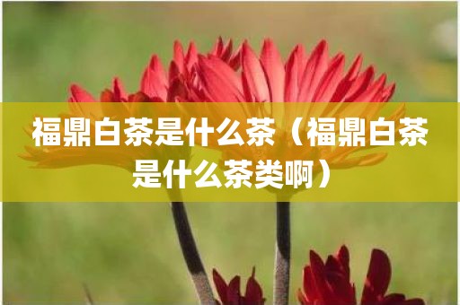 福鼎白茶是什么茶(福鼎白茶是什么茶类啊)