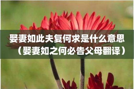 娶妻如此夫复何求是什么意思（娶妻如之何必告父母翻译）