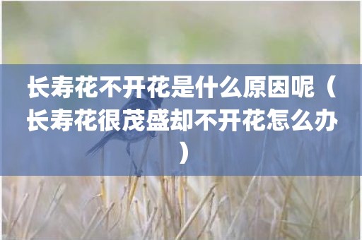 长寿花不开花是什么原因呢（长寿花很茂盛却不开花怎么办）