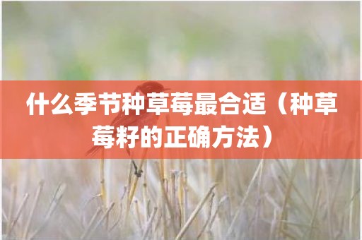 什么季节种草莓最合适（种草莓籽的正确方法）
