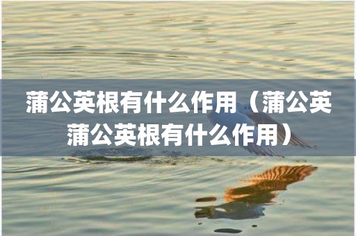 蒲公英根有什么作用（蒲公英蒲公英根有什么作用）
