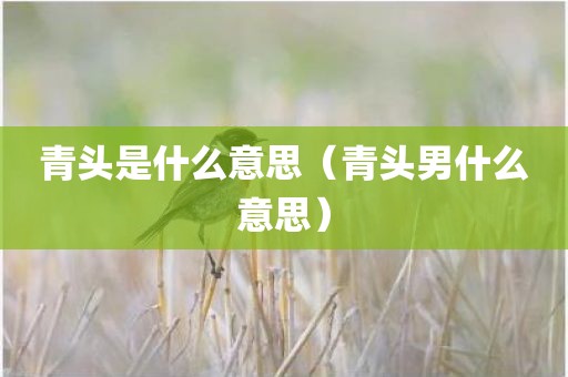 青头是什么意思（青头男什么意思）