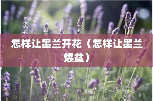 怎样让墨兰开花（怎样让墨兰爆盆）