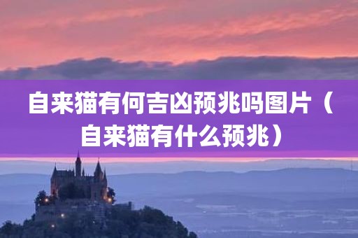 自来猫有何吉凶预兆吗图片(自来猫有什么预兆)