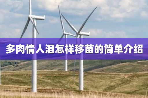 多肉情人泪怎样移苗的简单介绍
