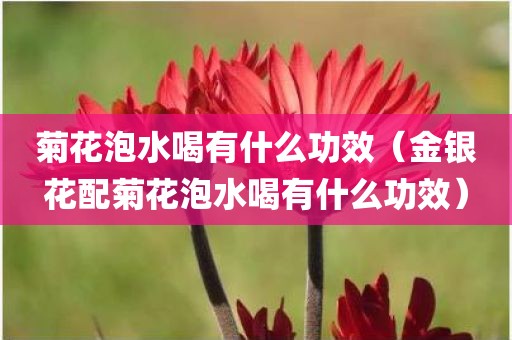 菊花泡水喝有什么功效（金银花配菊花泡水喝有什么功效）