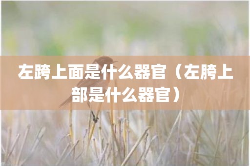 左跨上面是什么器官（左胯上部是什么器官）