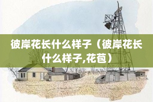 彼岸花长什么样子（彼岸花长什么样子,花苞）