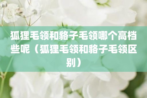狐狸毛领和貉子毛领哪个高档些呢（狐狸毛领和貉子毛领区别）