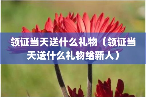 领证当天送什么礼物（领证当天送什么礼物给新人）
