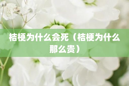 桔梗为什么会死(桔梗为什么那么贵) 桔梗为什么会死(桔梗为什么那么贵)