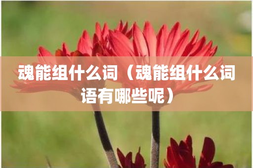 魂能组什么词（魂能组什么词语有哪些呢）