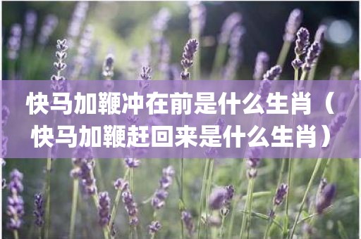 快马加鞭冲在前是什么生肖（快马加鞭赶回来是什么生肖）