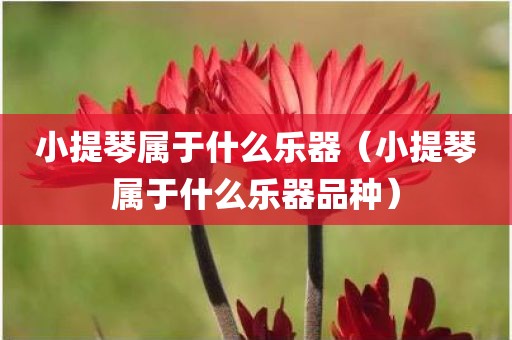 小提琴属于什么乐器(小提琴属于什么乐器品种)