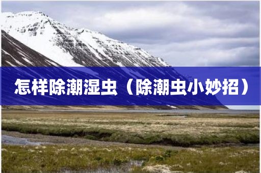怎样除潮湿虫（除潮虫小妙招）