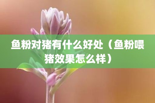 鱼粉对猪有什么好处（鱼粉喂猪效果怎么样）