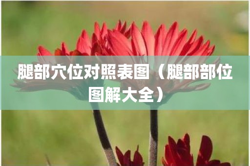 腿部穴位对照表图（腿部部位图解大全）