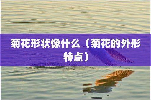 菊花形状像什么（菊花的外形特点）