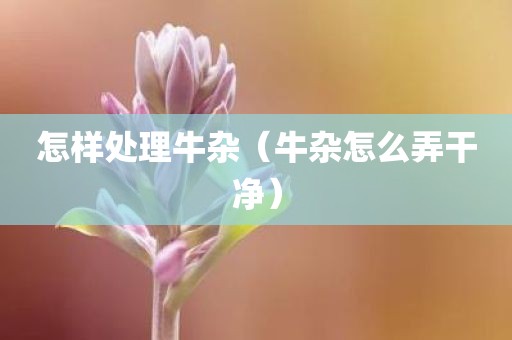 怎样处理牛杂（牛杂怎么弄干净）