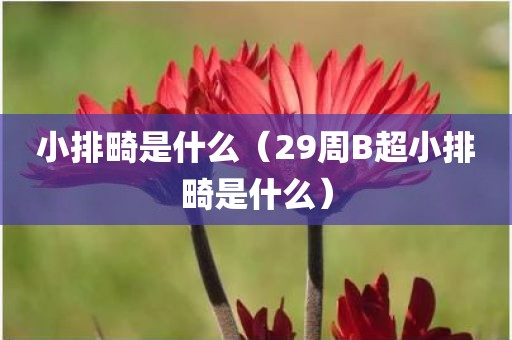 小排畸是什么(29周B超小排畸是什么)