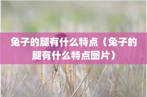 兔子的腿有什么特点(兔子的腿有什么特点图片) 兔子的腿有什么特点(兔子的腿有什么特点图片)