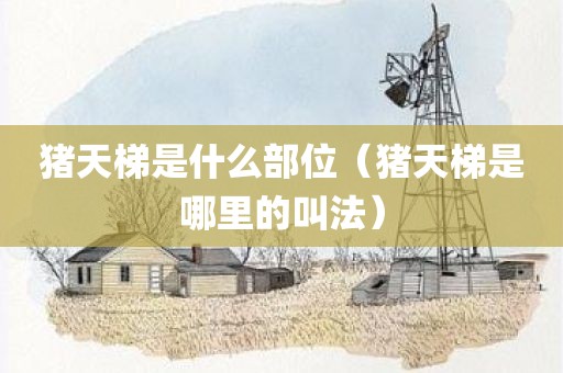 猪天梯是什么部位（猪天梯是哪里的叫法）