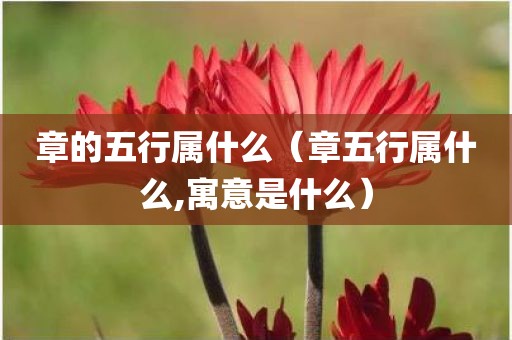 章的五行属什么（章五行属什么,寓意是什么）