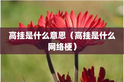 高挂是什么意思（高挂是什么网络梗）